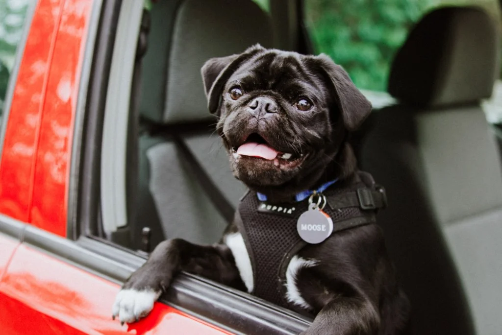 pug car seat