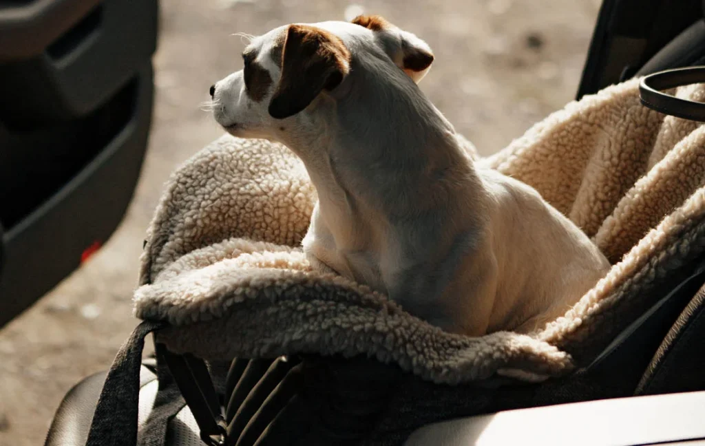 small dog car seat carrier