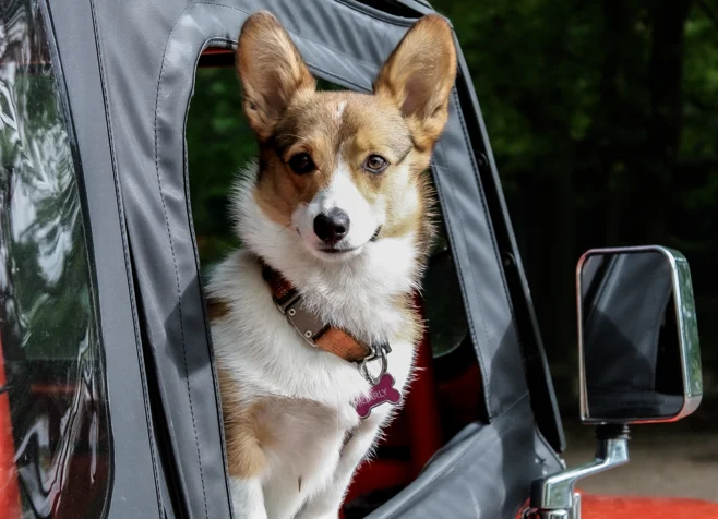 dog car seat belt