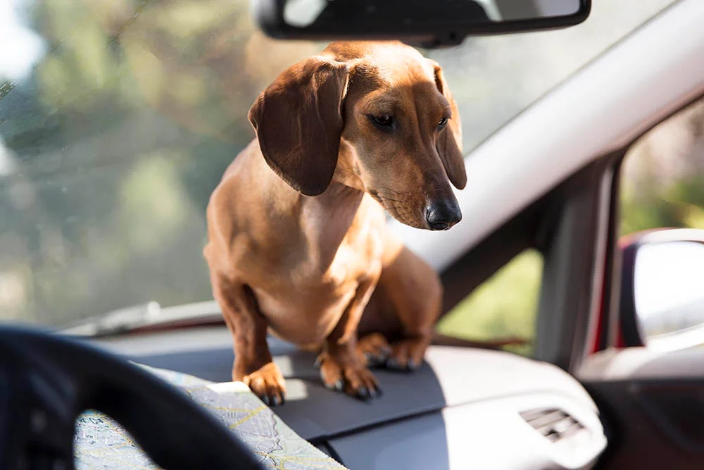 Dachshund seat cover