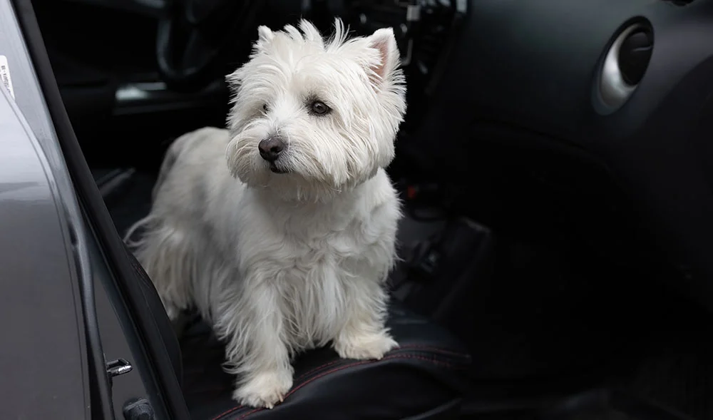 West Highland White Terrier seat cover